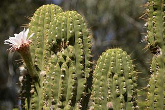 Saguaro Flower, Boyce Thompson Arboretum, April 23, 2012